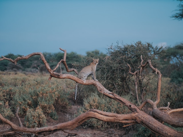 8 Day Aberdares, Samburu, Lake Nakuru & Masai Mara Safari